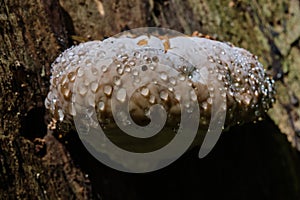 Juvenile Polypore fungus in autumn