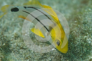 Juvenile Porkfish-Anisotremus virginicus