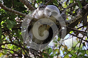 Juvenile Powerful Owl