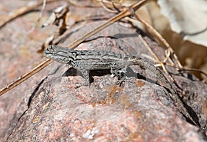 Juvenile Prairie Lizard