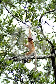 Juvenile, Proboscis Monkey, Kinabatangan, Sabah