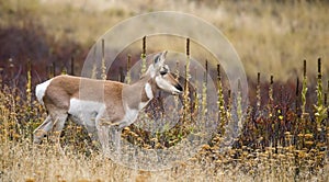 Juvenile Pronghorn Antilocapra americana
