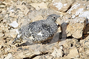 Juvenile Ptarmigan between rocks