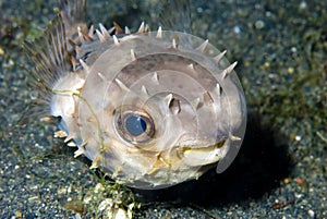 Juvenile puffer fish photo