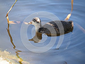Juvenile pukeko swimming on swamp pond