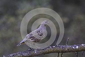 A juvenile quail on a downed tree