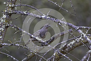 A juvenile quail on a downed tree