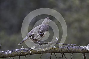 A juvenile quail on a downed tree