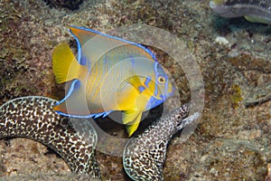 Juvenile Queen Angelfish Swimming Past a Spotted Moray Eel on Caribbean Coral Reef