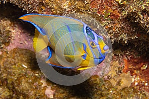 Juvenile Queen Angelfish in Transition Phase on Caribbean Coral Reef