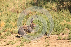 Juvenile rabbit, Sylvilagus bachmani, wild brush rabbit