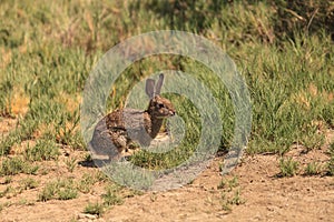 Juvenile rabbit, Sylvilagus bachmani, wild brush rabbit