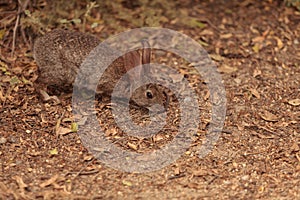 Juvenile rabbit, Sylvilagus bachmani, wild brush rabbit