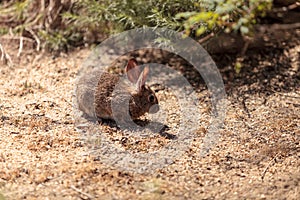 Juvenile rabbit, Sylvilagus bachmani, wild brush rabbit