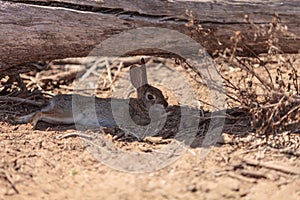 Juvenile rabbit, Sylvilagus bachmani, wild brush rabbit rests under a log in Irvine