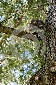 Juvenile raccoon up an evergreen tree on a sunny day, looking down with curiosity
