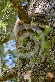 Juvenile raccoon up an evergreen tree on a sunny day, looking down with curiosity