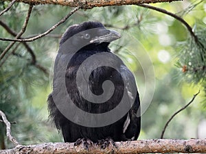 Juvenile Raven Or Covus Corax Perched On Branch In Summer