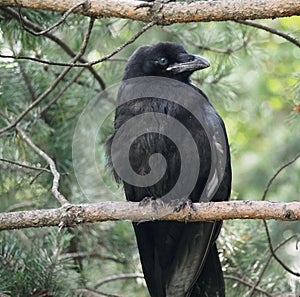 Juvenile Raven Or Covus Corax Perched On Branch In Summer