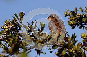 Juvenile red-backed shrike