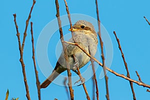 Juvenile red-backed shrike