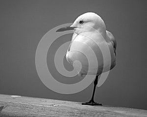 juvenile red-billed gull (Chroicocephalus novaehollandiae scopulinus)