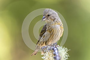 Juvenile Red Crossbill (Loxia curvirostra) photo