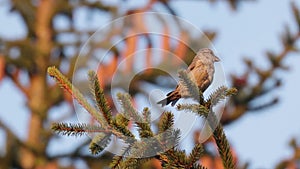 Juvenile Red crossbill, Loxia curvirostra on a spruce branch