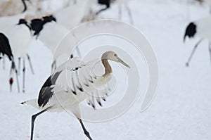 Juvenile red-crowned crane