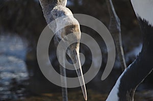 Juvenile red-crowned crane