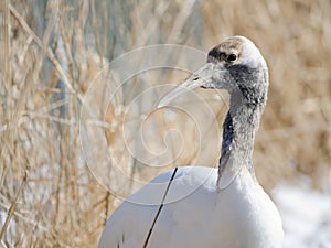 Juvenile red-crowned crane