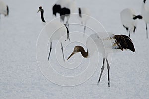 Juvenile red-crowned crane