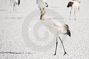 Juvenile Red Crowned Crane of Japan