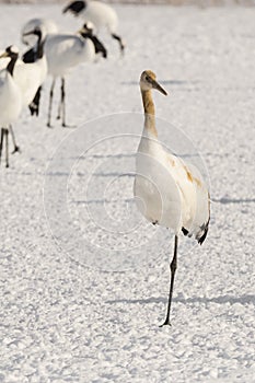Young Red Crowned Crane on One Leg photo