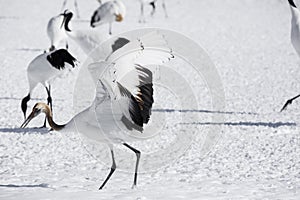 Juvenile Red Crowned Crane Lands in Deep Snow photo