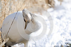 Juvenile red-crowned crane preening