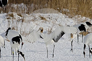 Juvenile red-crowned crane stretching its wings