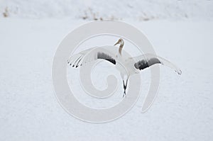 Juvenile red-crowned crane stretching its wings