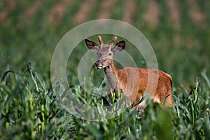 Juvenile red deer standing in corn in summer nature.