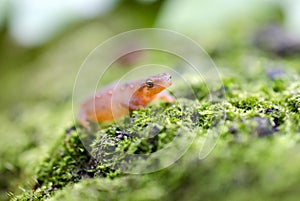 Eastern Spotted Newt, Red eft salamander on green moss photo