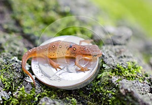 Tiny Eastern Spotted Newt on quarter coin photo