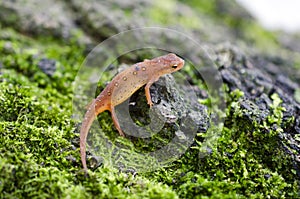 Eastern Spotted Newt, Red eft salamander on green moss photo