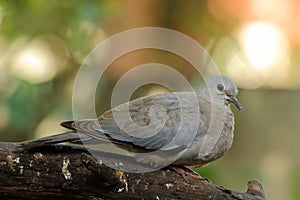 Juvenile Red-eyed Dove