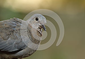 Juvenile red-eyed dove portrait photo