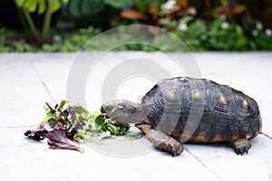 Juvenile red footed tortoise eating greens. Chelonoidis carbonarius photo