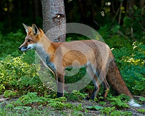 Juvenile Red Fox