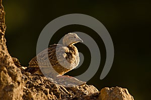 Juvenile of red-legged partridge Alectoris rufa.