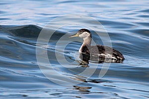 Juvenile Red-necked Grebe