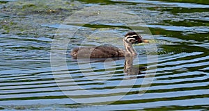 Juvenile Red Necked Grebe Or Podiceps Grisegena