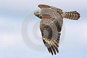 Juvenile Red-shouldered Hawk photo